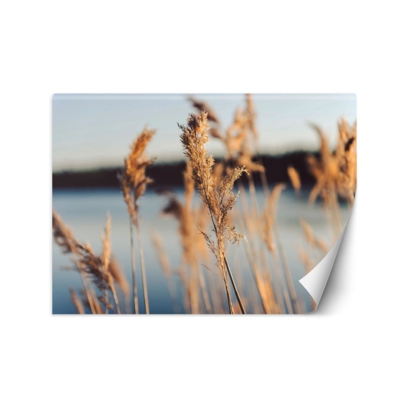 The most fashionable Wallpapers - Pampas grass on a lake background | FEEBY