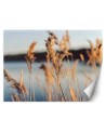 The most fashionable Wallpapers - Pampas grass on a lake background | FEEBY
