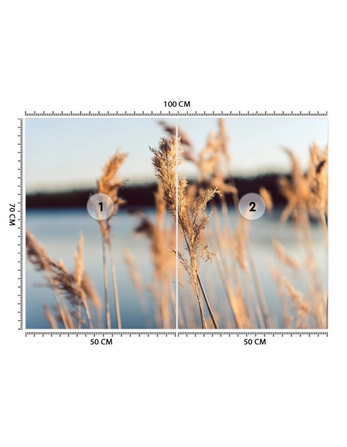 The most fashionable Wallpapers - Pampas grass on a lake background | FEEBY