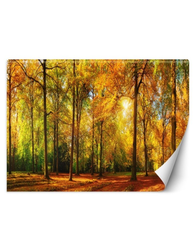 The most beautiful Wallpapers - Autumn forest | FEEBY