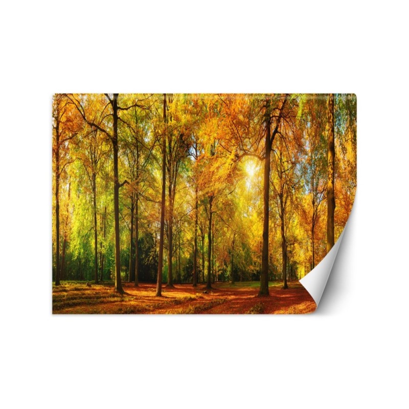 The most beautiful Wallpapers - Autumn forest | FEEBY