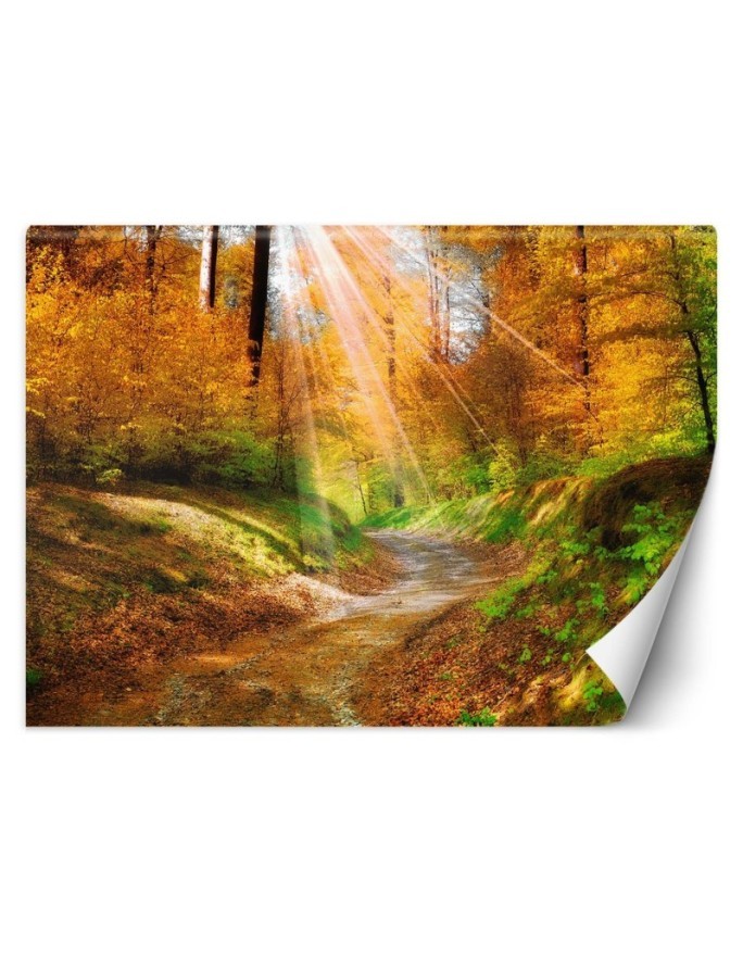 Wallpaper - Path in the forest | FEEBY