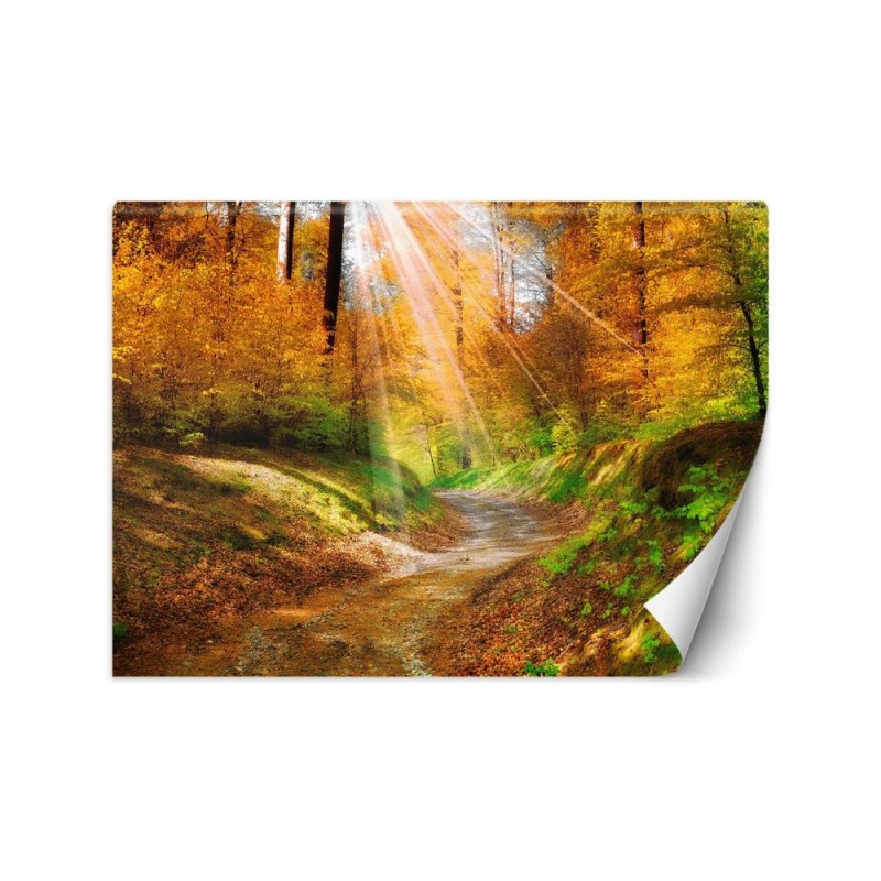 Wallpaper - Path in the forest | FEEBY