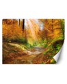 Wallpaper - Path in the forest | FEEBY