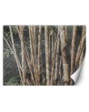 Inspirational Wallpapers - Bamboo forest | FEEBY
