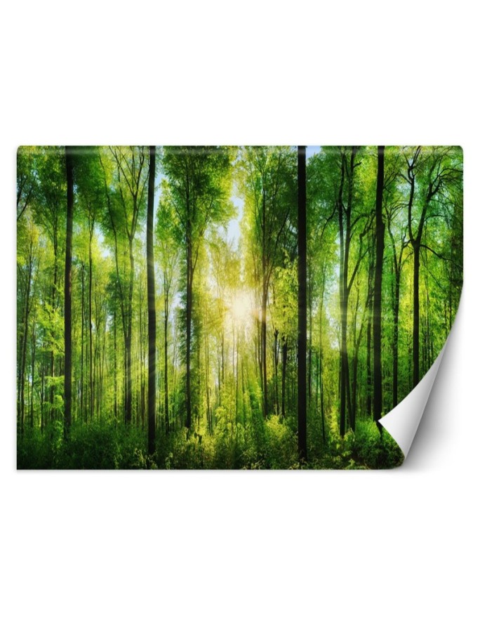 Wall mural Sun Forest Nature