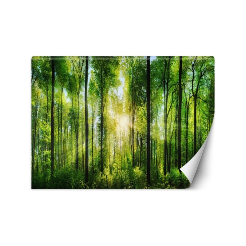 Beautiful wall mural - Sunshine in a green forest | FEEBY