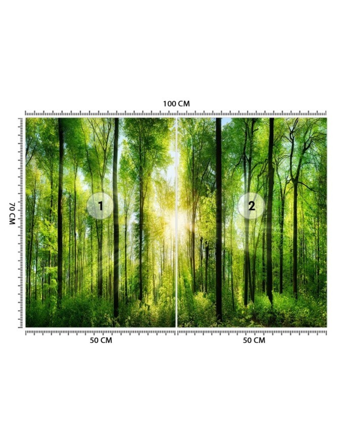 Beautiful wall mural - Sunshine in a green forest | FEEBY