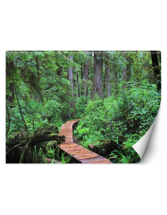 Inspirational wall mural - Footbridge in the forest | FEEBY