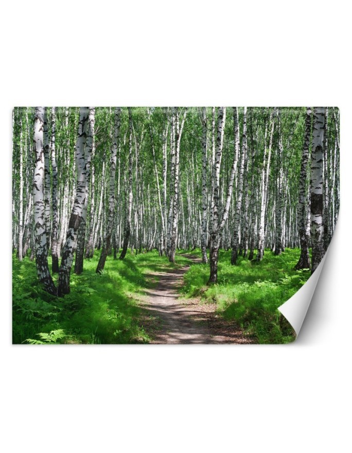 Wall mural - Birch forest | FEEBY