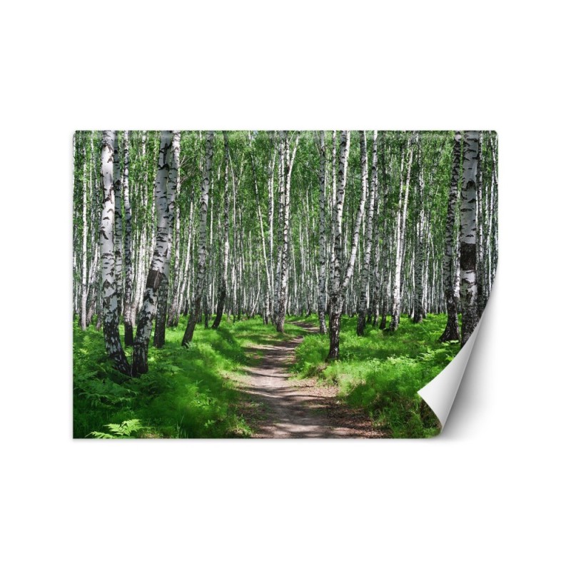 Wall mural - Birch forest | FEEBY