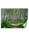 Wall mural - Birch forest | FEEBY