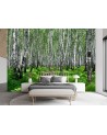 Wall mural - Birch forest | FEEBY