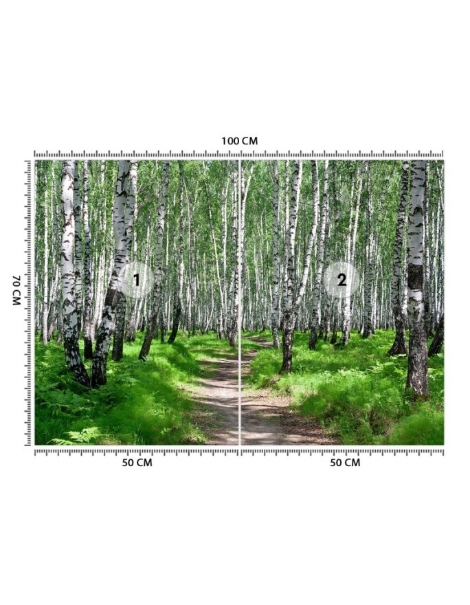 Wall mural - Birch forest | FEEBY