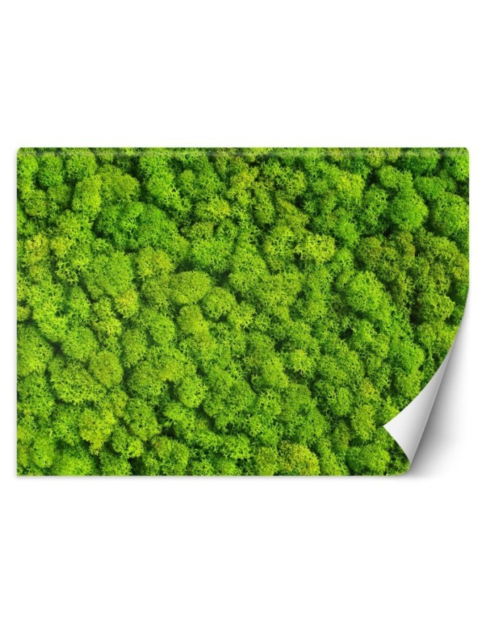 The most fashionable wall murals - Weed moss | FEEBY
