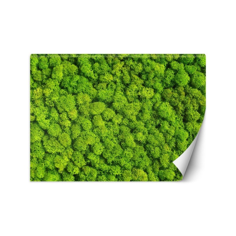 The most fashionable wall murals - Weed moss | FEEBY