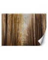 Unique wall murals for the living room - Autumn Forest Trees | FEEBY