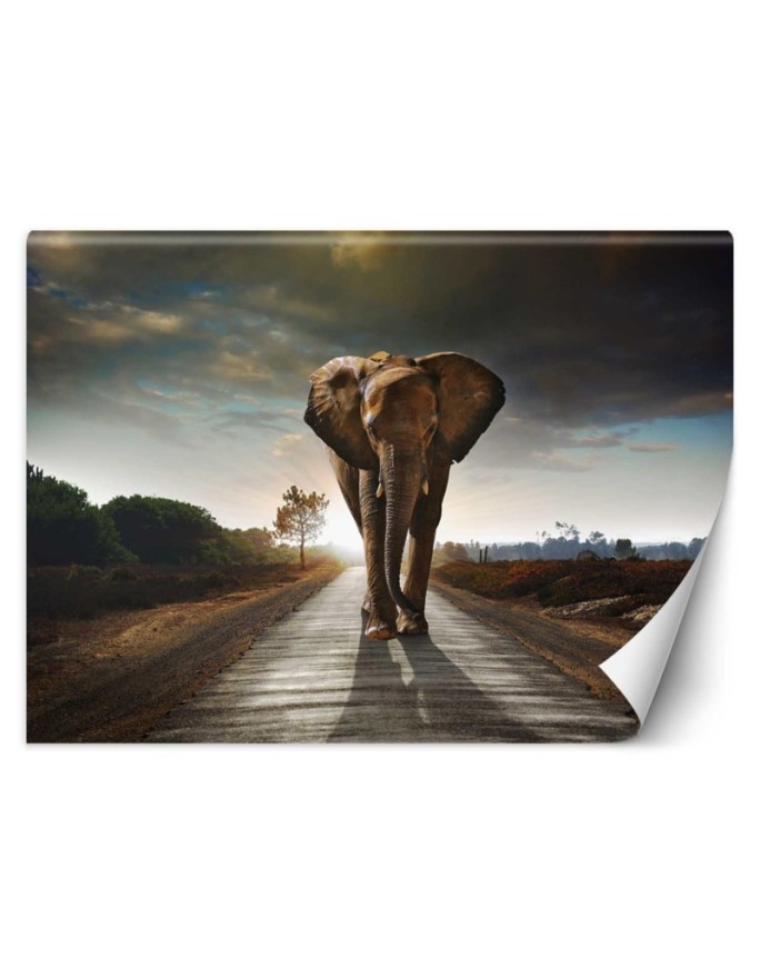 Unique wall murals for living room - Wandering elephant nature | FEEBY