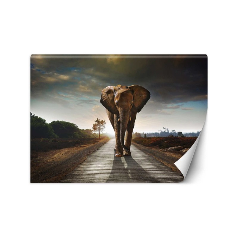 Unique wall murals for living room - Wandering elephant nature | FEEBY