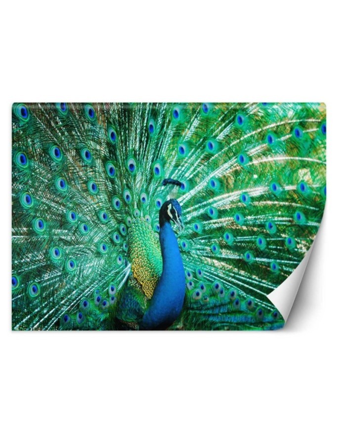 Beautiful wall murals - Coloured peacock | FEEBY