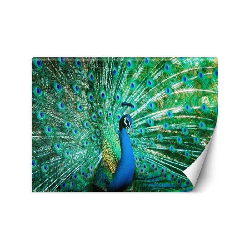 Beautiful wall murals - Coloured peacock | FEEBY