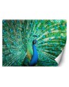Beautiful wall murals - Coloured peacock | FEEBY