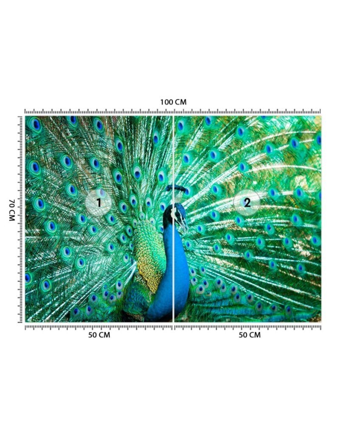 Beautiful wall murals - Coloured peacock | FEEBY