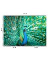 Beautiful wall murals - Coloured peacock | FEEBY