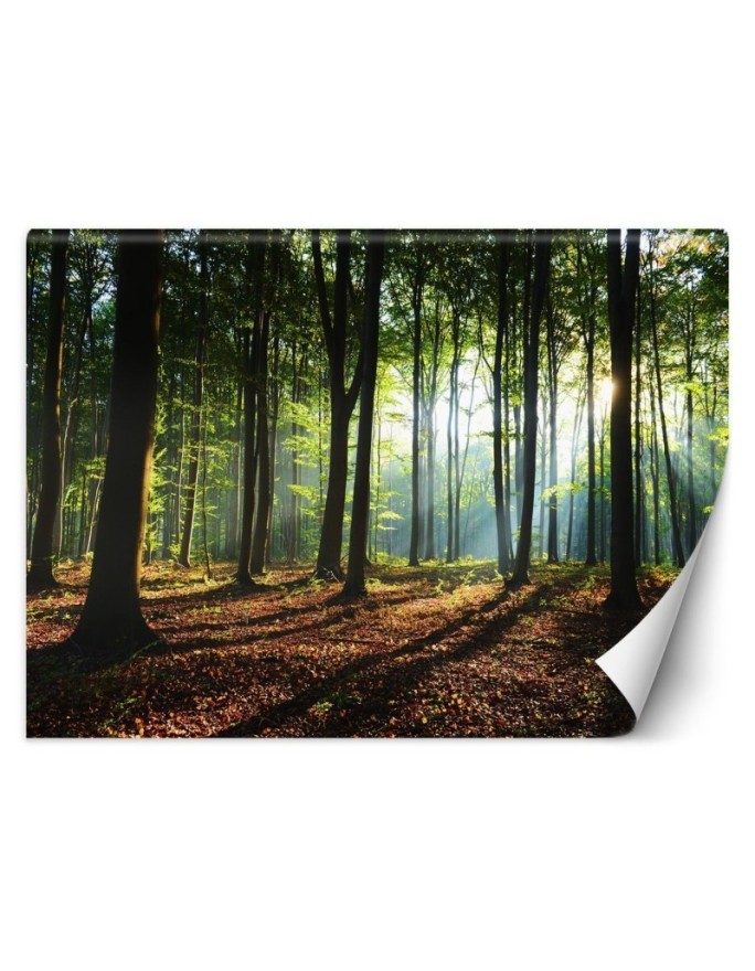 Wall murals with view for living room - Morning forest trees nature | FEEBY