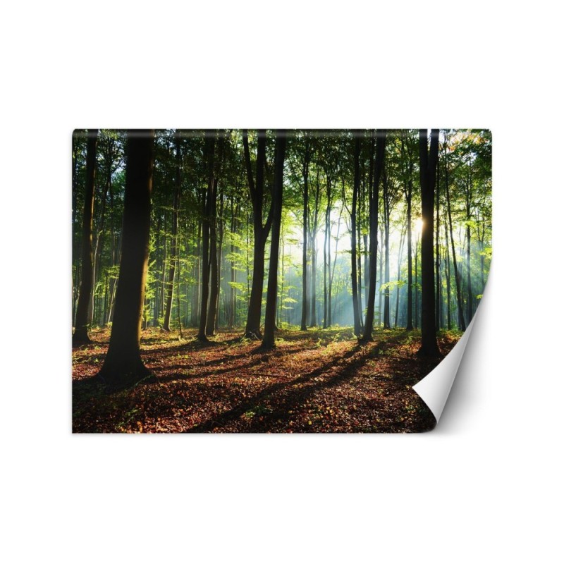 Wall murals with view for living room - Morning forest trees nature | FEEBY