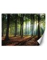 Wall murals with view for living room - Morning forest trees nature | FEEBY
