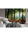 Wall murals with view for living room - Morning forest trees nature | FEEBY