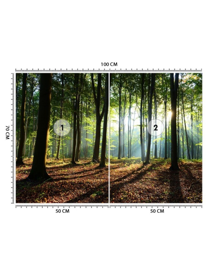 Wall murals with view for living room - Morning forest trees nature | FEEBY