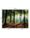 Wall murals with view for living room - Morning forest trees nature | FEEBY