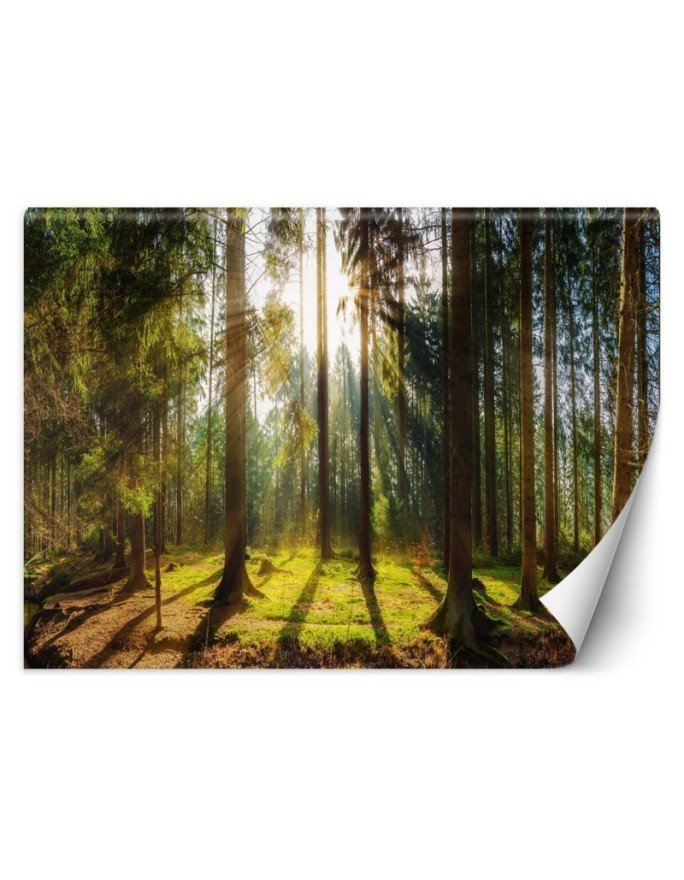 Beautiful Wallpapers - Forest in the sunshine nature landscape | FEEBY