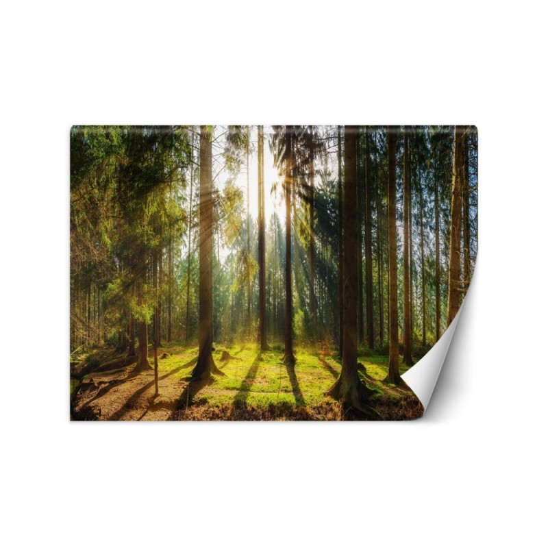 Beautiful Wallpapers - Forest in the sunshine nature landscape | FEEBY