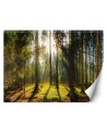 Beautiful Wallpapers - Forest in the sunshine nature landscape | FEEBY