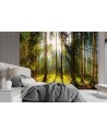 Beautiful Wallpapers - Forest in the sunshine nature landscape | FEEBY
