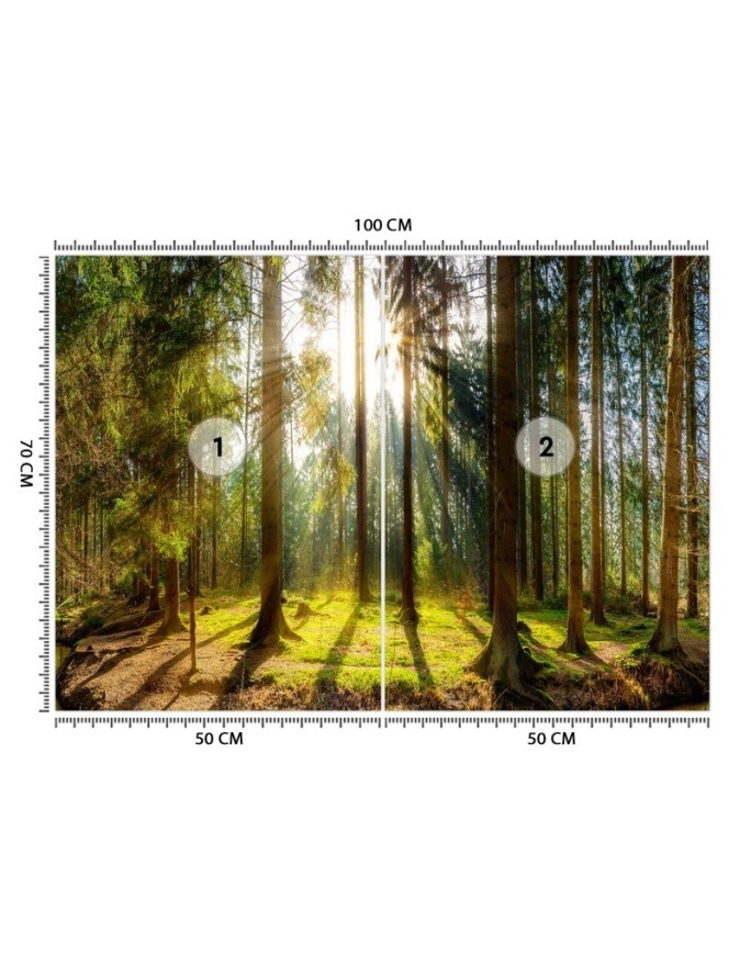 Beautiful Wallpapers - Forest in the sunshine nature landscape | FEEBY