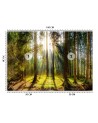Beautiful Wallpapers - Forest in the sunshine nature landscape | FEEBY