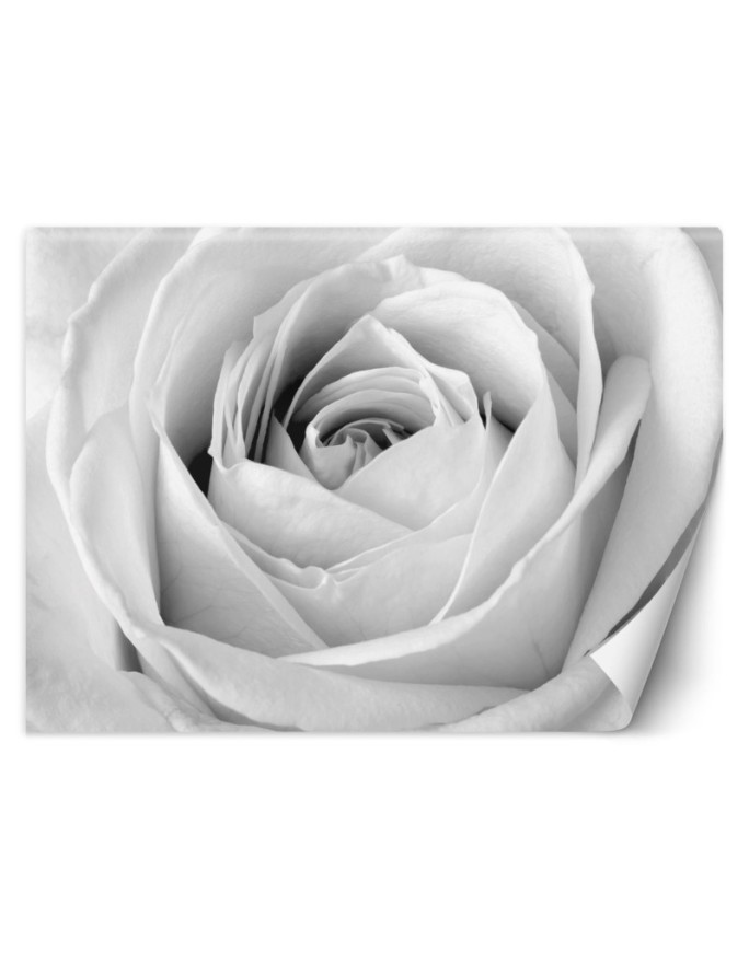 Wallpaper - White rose flowers nature | FEEBY