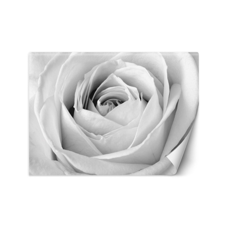 Wallpaper - White rose flowers nature | FEEBY