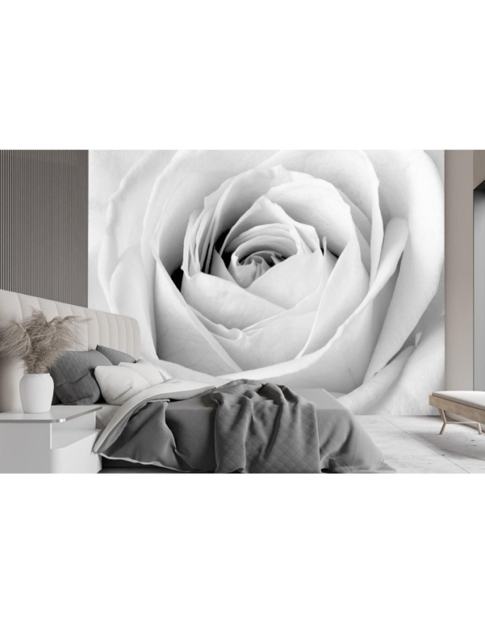 Wallpaper - White rose flowers nature | FEEBY