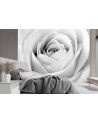 Wallpaper - White rose flowers nature | FEEBY