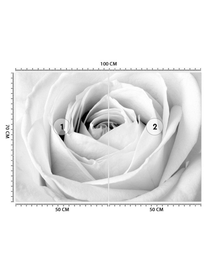 Wallpaper - White rose flowers nature | FEEBY