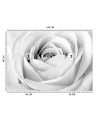 Wallpaper - White rose flowers nature | FEEBY