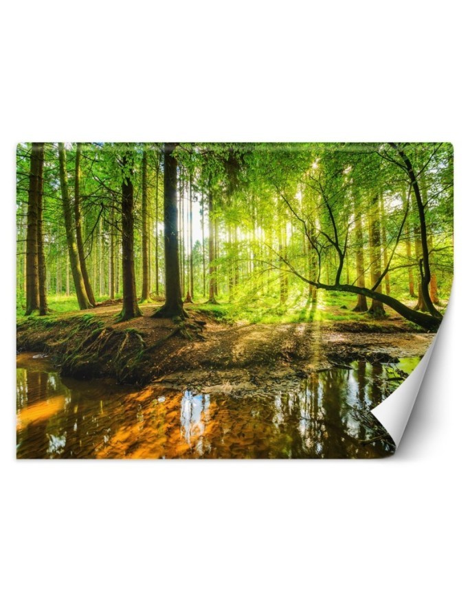 Beautiful Wallpaper - Forest stream sunshine nature | FEEBY