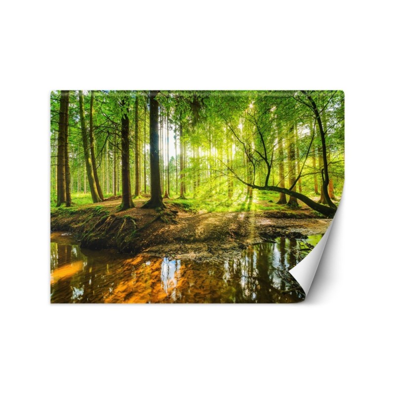 Beautiful Wallpaper - Forest stream sunshine nature | FEEBY