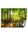 Beautiful Wallpaper - Forest stream sunshine nature | FEEBY