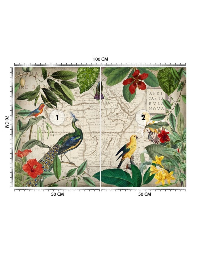 Exotic Wallpapers - Wild tropical birds Andrea Haase | FEEBY